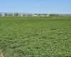 Green Valley Road, Mabton, Washington 98935, ,Agricultural,For Sale,Green Valley Road,280335