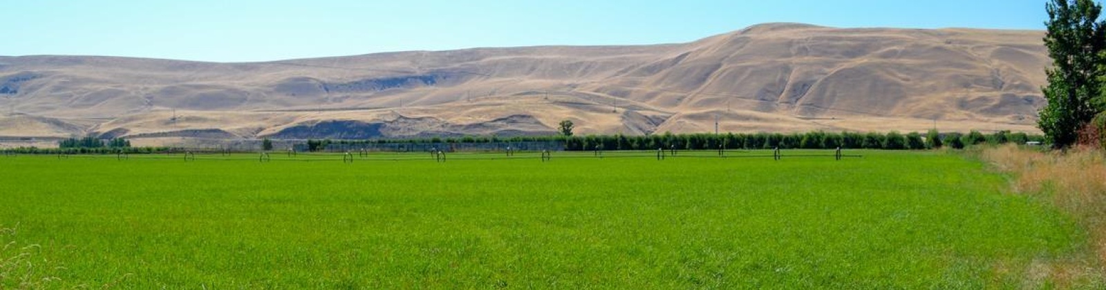 Old Inland Empire Highway, Prosser, Washington 99350, ,Agricultural,For Sale,Old Inland Empire Highway,263817