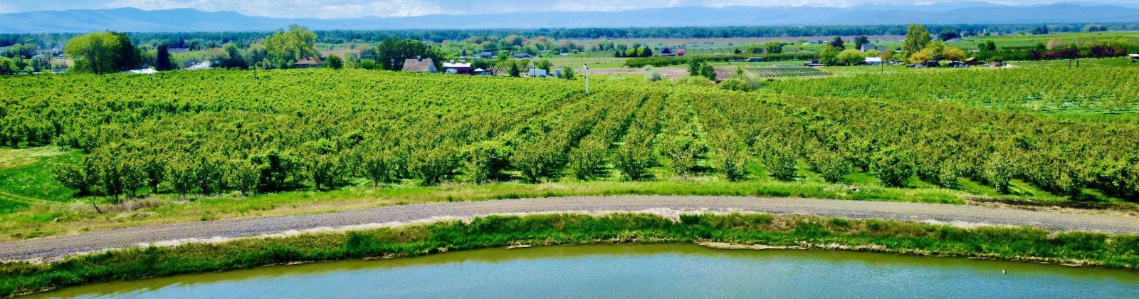 Sunnyside Canal, Zillah, Washington 98953, ,Agricultural,For Sale,Sunnyside Canal,268169