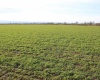 Green Valley Road, Sunnyside, Washington 98944, ,Agricultural,For Sale,Green Valley Road,273103