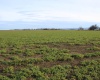 Green Valley Road, Sunnyside, Washington 98944, ,Agricultural,For Sale,Green Valley Road,273103