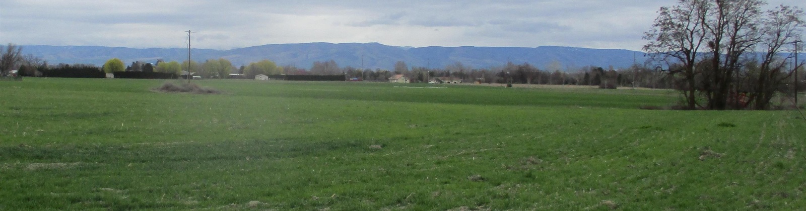 Bunchgrass Lane, Walla Walla, Washington 99362, ,Agricultural,For Sale,Bunchgrass Lane,273321