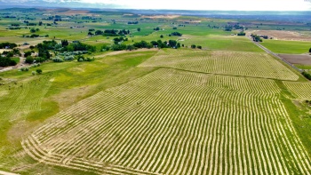 Liberty Rd., Granger, Washington 98932, ,Agricultural,For Sale,Liberty Rd.,273461