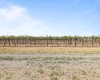 Old Inland Empire Hwy, Prosser, Washington 99350, ,Vineyard,For Sale,Old Inland Empire Hwy,276040