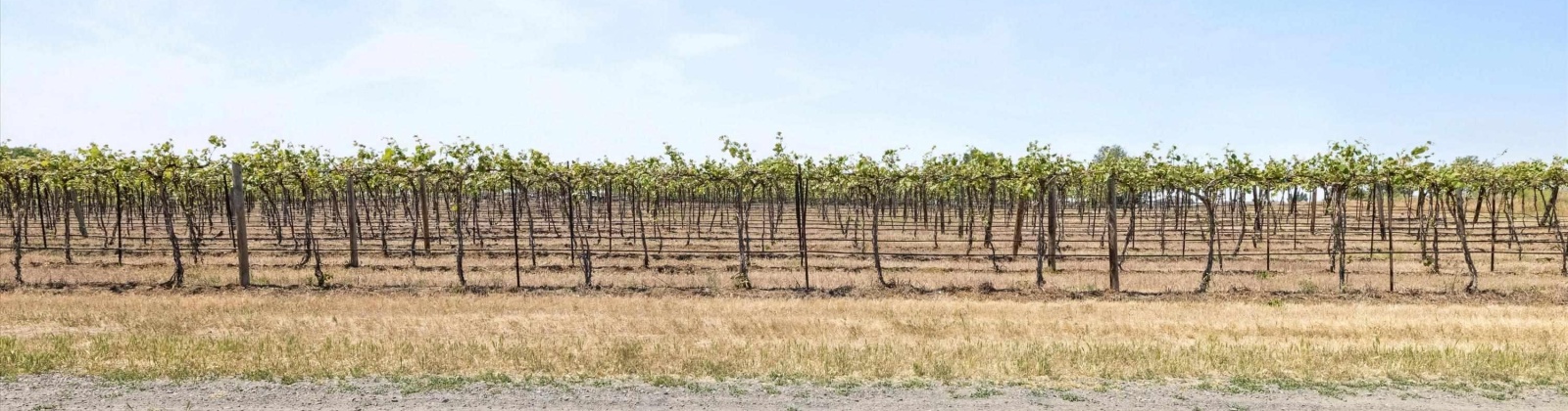 Old Inland Empire Hwy, Prosser, Washington 99350, ,Vineyard,For Sale,Old Inland Empire Hwy,276040