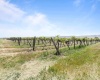 Old Inland Empire Hwy, Prosser, Washington 99350, ,Vineyard,For Sale,Old Inland Empire Hwy,276040