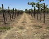 Old Inland Empire Hwy, Prosser, Washington 99350, ,Vineyard,For Sale,Old Inland Empire Hwy,276040