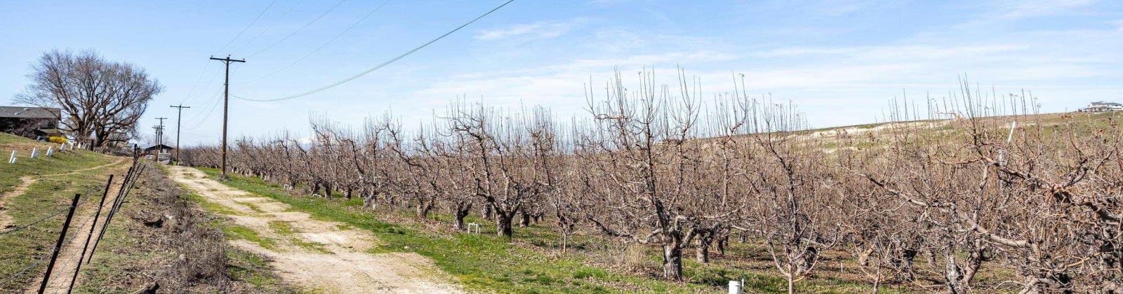 Lombard Loop Rd, Zillah, Washington 98953, ,Orchard,For Sale,Lombard Loop Rd,274623