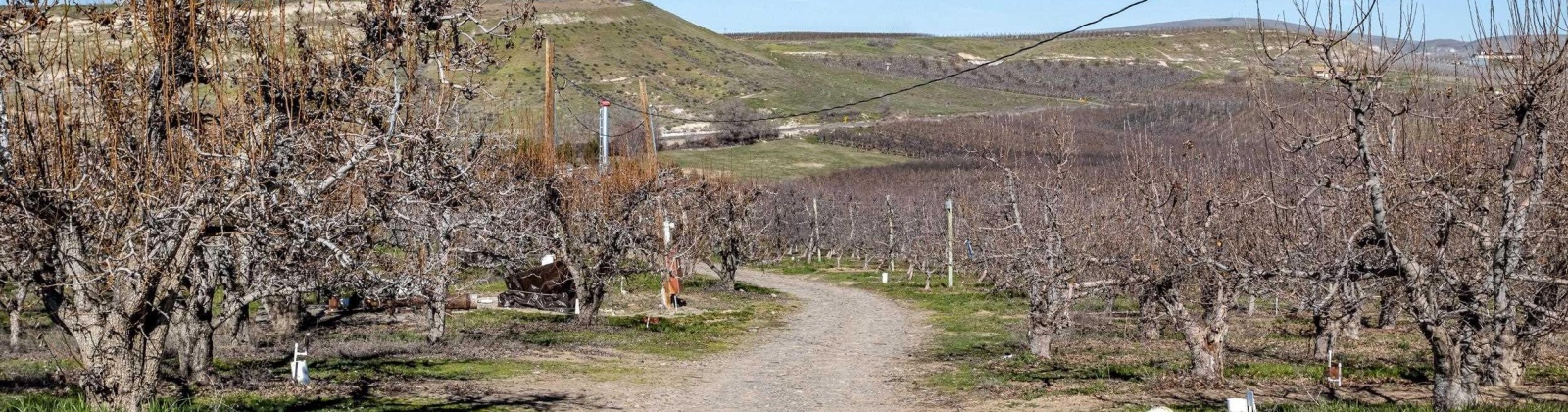 Lombard Loop Rd, Zillah, Washington 98953, ,Orchard,For Sale,Lombard Loop Rd,274623