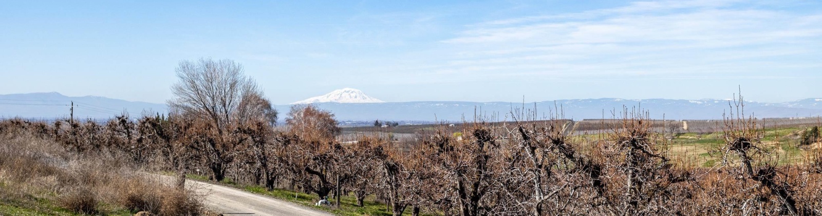 Lombard Loop Rd, Zillah, Washington 98953, ,Orchard,For Sale,Lombard Loop Rd,274623