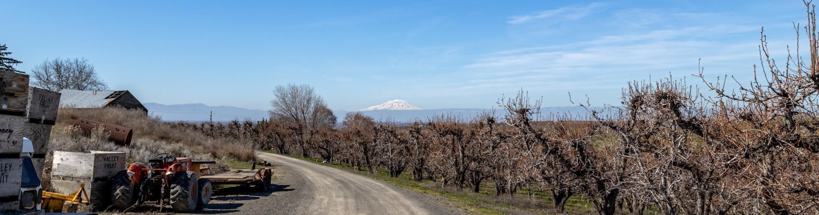 Lombard Loop Rd, Zillah, Washington 98953, ,Orchard,For Sale,Lombard Loop Rd,274623