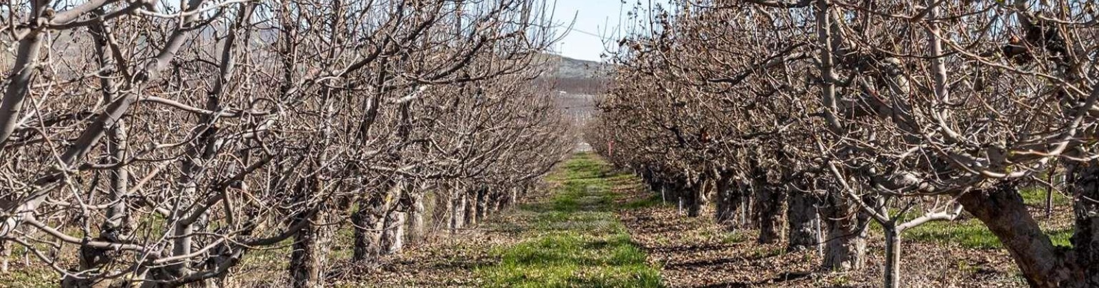 Lombard Loop Rd, Zillah, Washington 98953, ,Orchard,For Sale,Lombard Loop Rd,274623