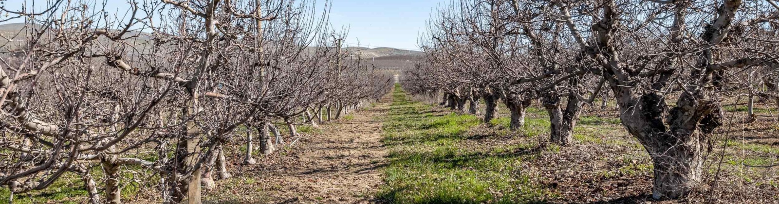 Lombard Loop Rd, Zillah, Washington 98953, ,Orchard,For Sale,Lombard Loop Rd,274623