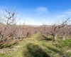 Lombard Loop Rd, Zillah, Washington 98953, ,Orchard,For Sale,Lombard Loop Rd,274623