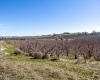 Lombard Loop Rd, Zillah, Washington 98953, ,Orchard,For Sale,Lombard Loop Rd,274623