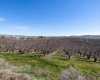 Lombard Loop Rd, Zillah, Washington 98953, ,Orchard,For Sale,Lombard Loop Rd,274623