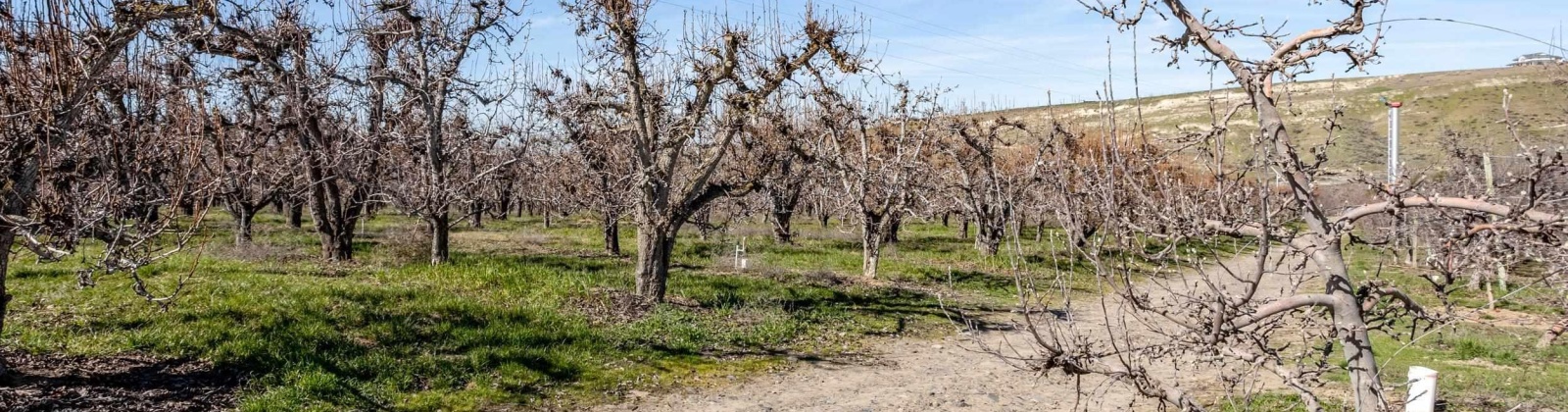 Lombard Loop Rd, Zillah, Washington 98953, ,Orchard,For Sale,Lombard Loop Rd,274623