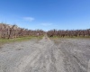 Lombard Loop Rd, Zillah, Washington 98953, ,Orchard,For Sale,Lombard Loop Rd,274623