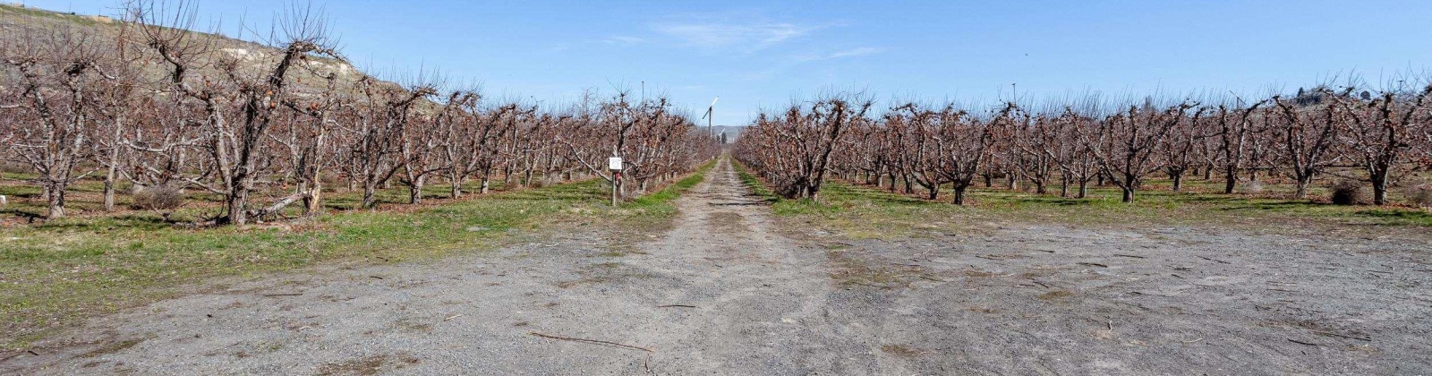 Lombard Loop Rd, Zillah, Washington 98953, ,Orchard,For Sale,Lombard Loop Rd,274623