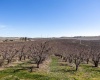 Lombard Loop Rd, Zillah, Washington 98953, ,Orchard,For Sale,Lombard Loop Rd,274623