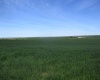 Lower Dry Creek Road, Walla Walla, Washington, ,Irrigated,For Sale,Lower Dry Creek Road,276533