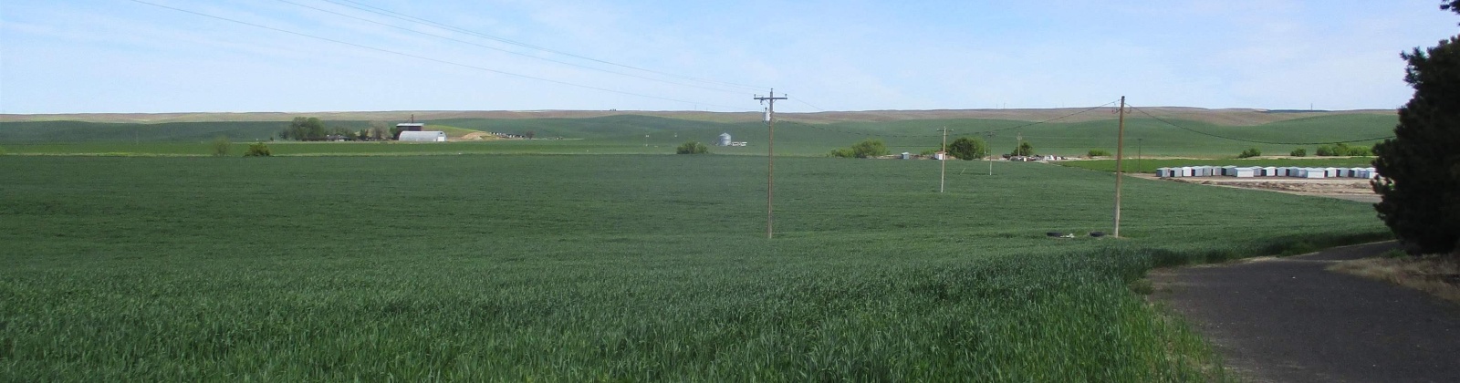 Lower Dry Creek Road, Walla Walla, Washington, ,Irrigated,For Sale,Lower Dry Creek Road,276533