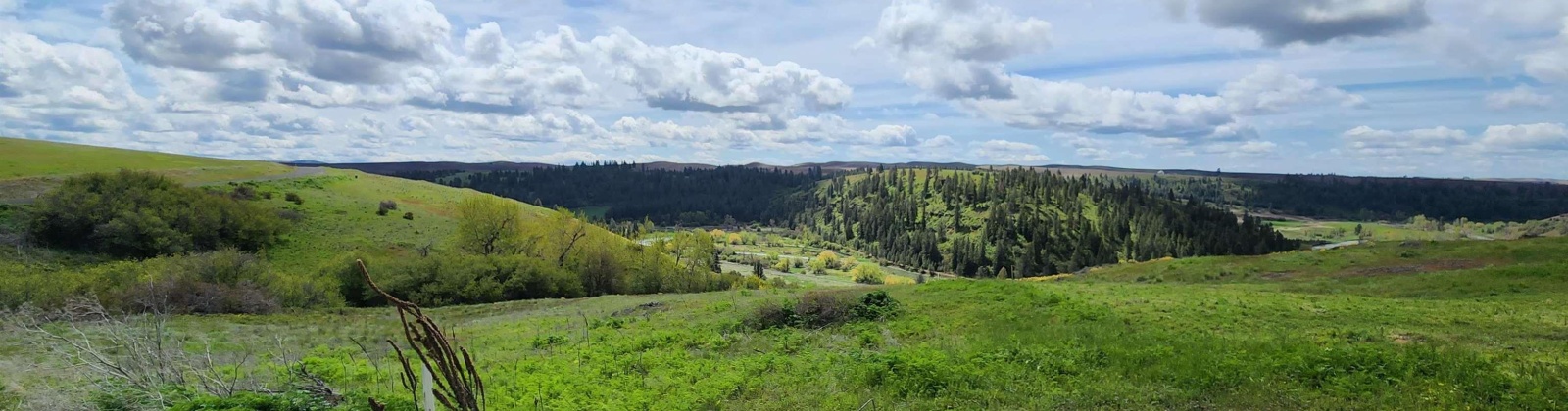 Red Tail Ridge, Colfax, Washington 99111, ,Residential,For Sale,Red Tail Ridge,274116