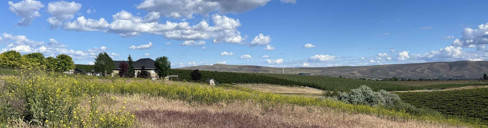 McCreadie Road, Lot #2, Prosser, Washington 99350, ,Residential,For Sale,McCreadie Road, Lot #2,276033