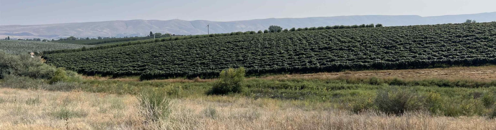 McCreadie Road, Lot #2, Prosser, Washington 99350, ,Residential,For Sale,McCreadie Road, Lot #2,276033