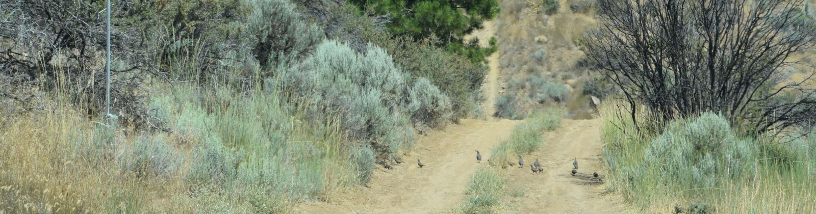 Long Tom Canyon Rd, Ellensburg, Washington 98926, ,Other,For Sale,Long Tom Canyon Rd,277107