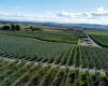 Phipps Rd., Sunnyside, Washington 98944, ,Agricultural,For Sale,Phipps Rd.,279950