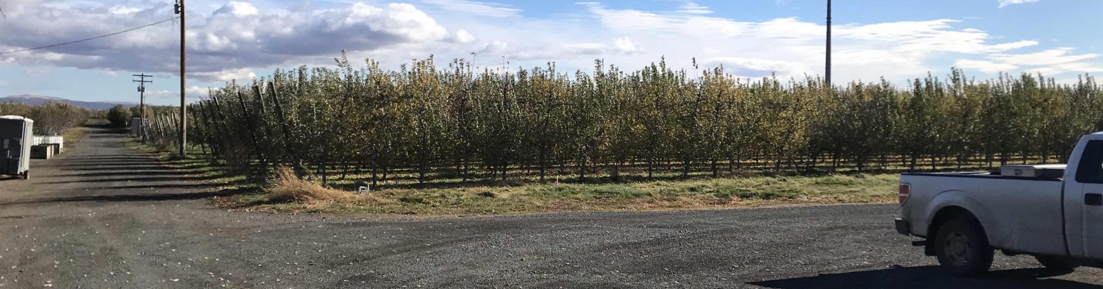 Lateral B Road, Wapato, Washington 98951-0000, ,Orchard,For Sale,Lateral B Road,280153