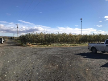 Lateral B Road, Wapato, Washington 98951-0000, ,Orchard,For Sale,Lateral B Road,280153